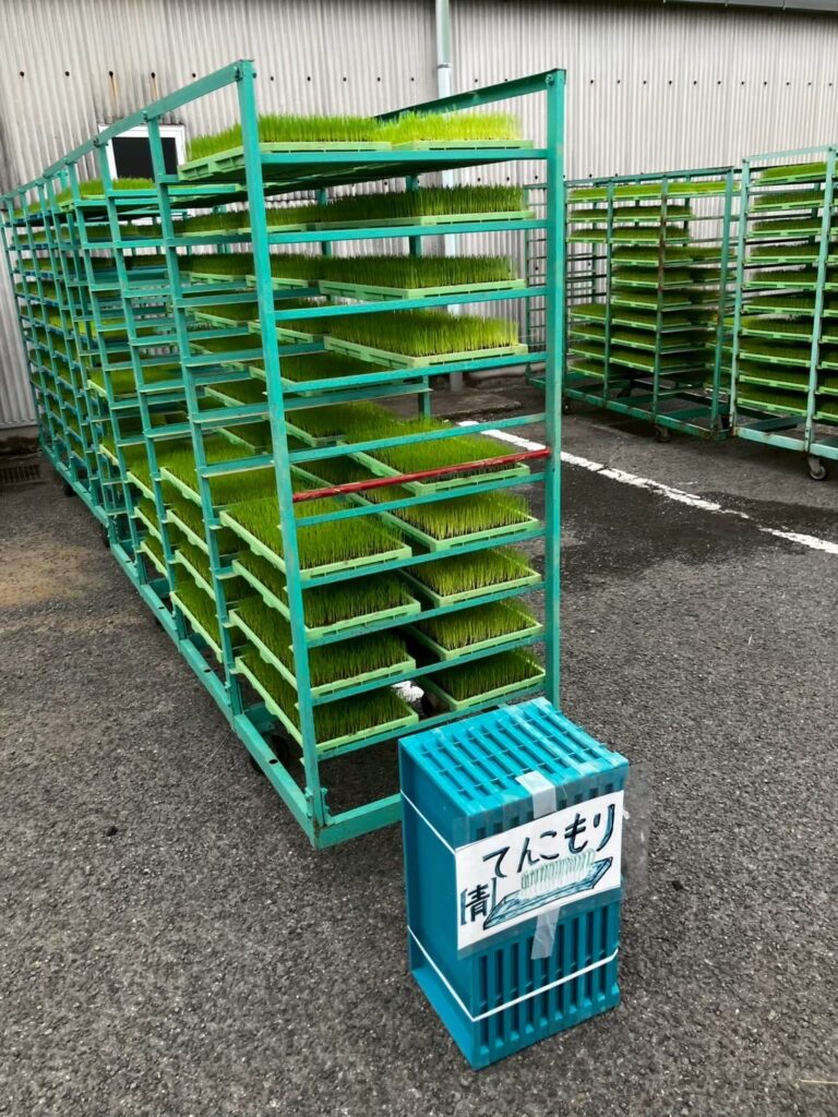 苗の引き取り日！ワクワクのスタート