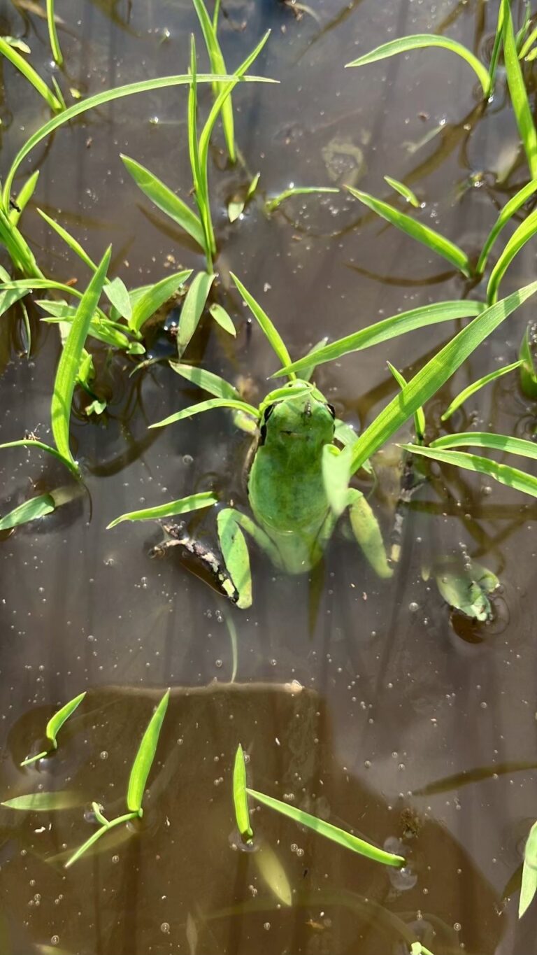 田んぼに、初めての水が入りました！の巻