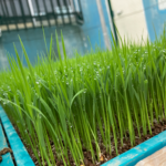 育苗箱で田植えまで育てている米の苗