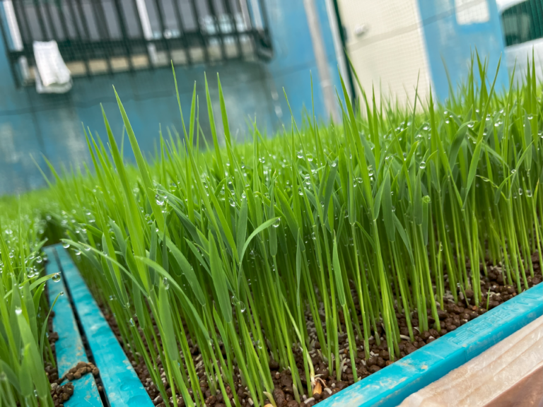 育苗箱で田植えまで育てている米の苗