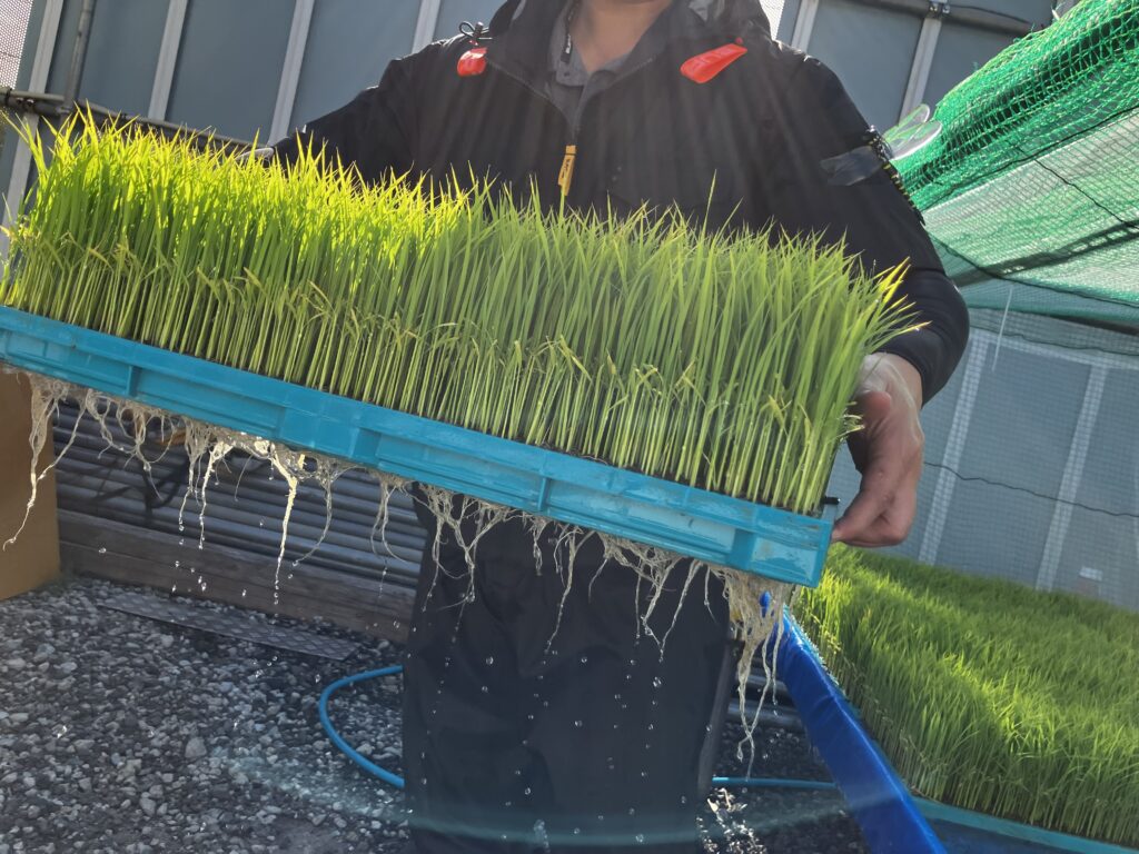 てんこもりの苗