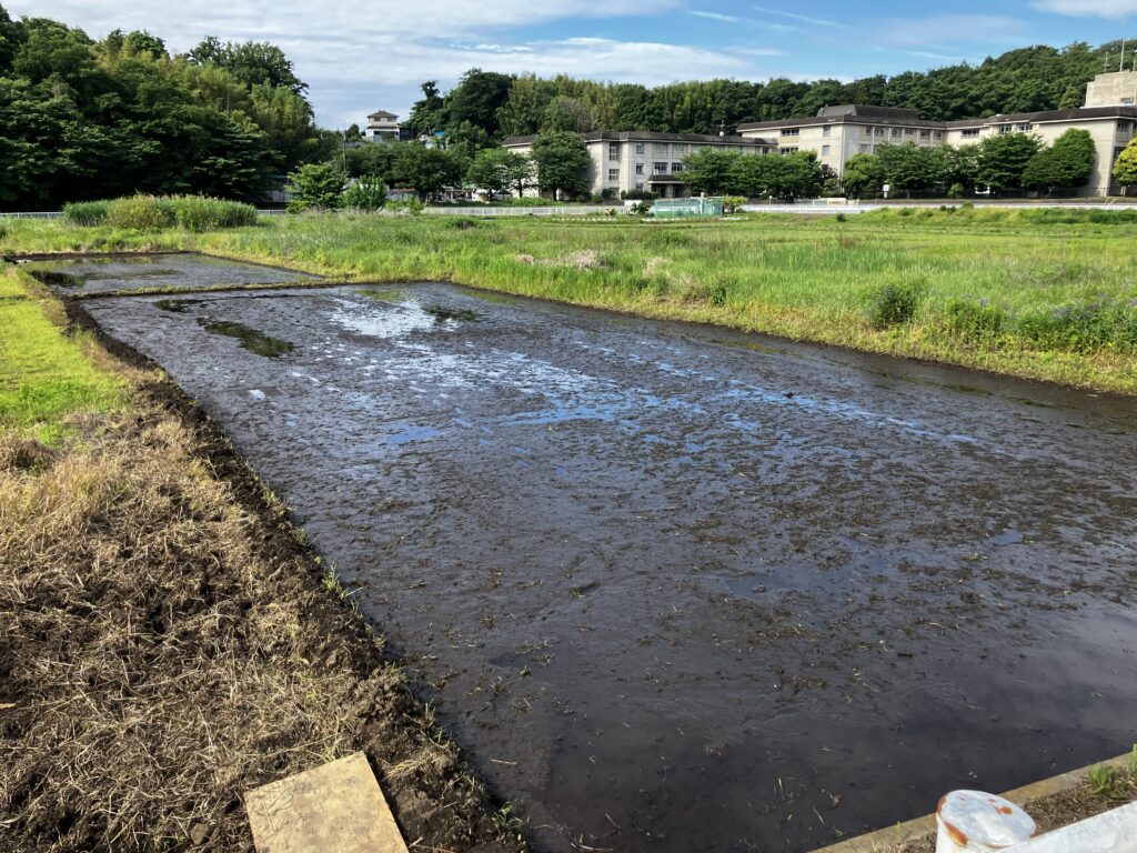 綾瀬市の田んぼ