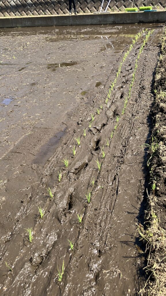 初めての田植え機で植えた苗