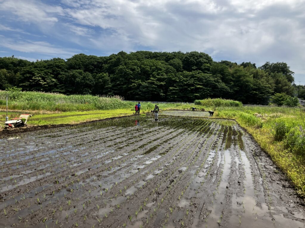 初めての田植えの後の田んぼの様子