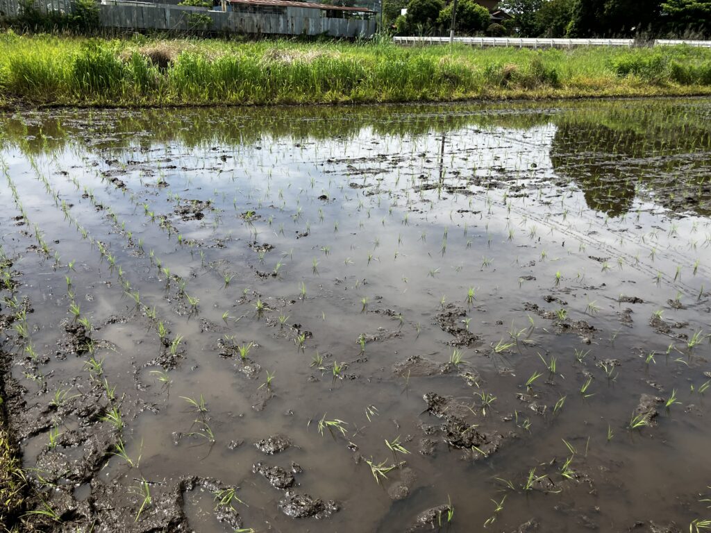 手植えで植えた苗