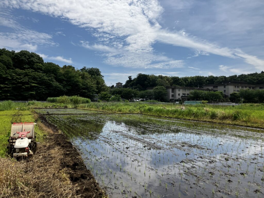 初めての田植えの後の田んぼの様子
